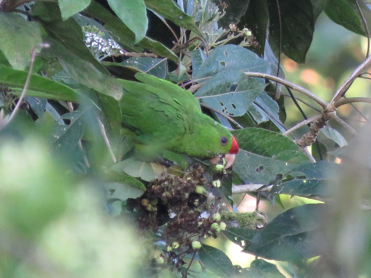 Scarlet-fronted Parakeet - Chris Boccia