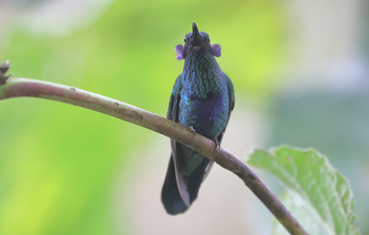 Colibrí Rutilante - ML611146376