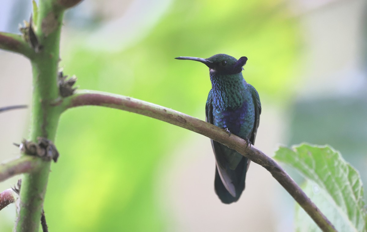 Colibrí Rutilante - ML611146385