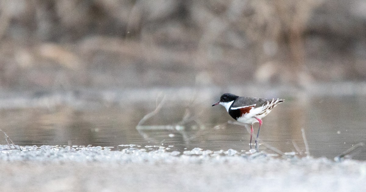 Red-kneed Dotterel - ML611146465