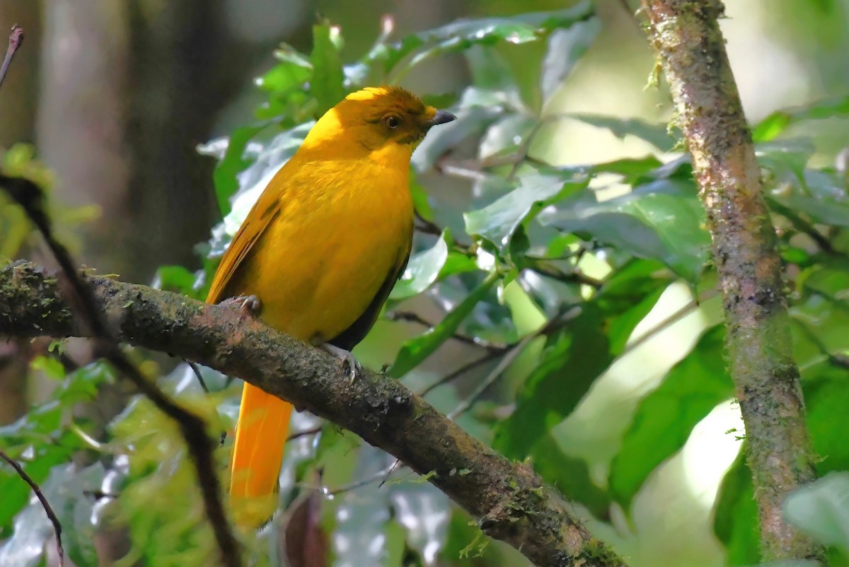 Golden Bowerbird - ML611146487