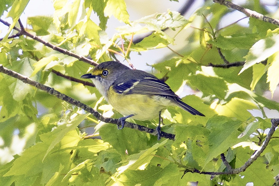 Vireo Ojiblanco - ML61114651