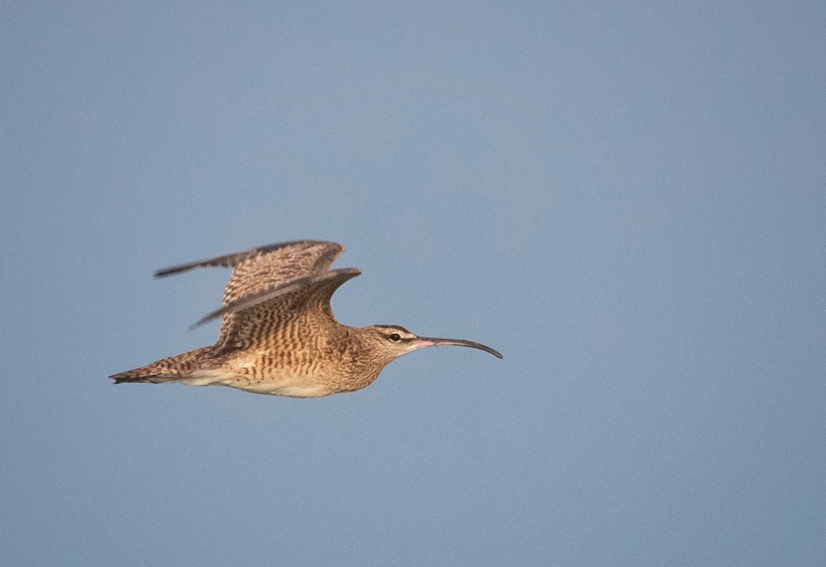 Whimbrel - ML611146530