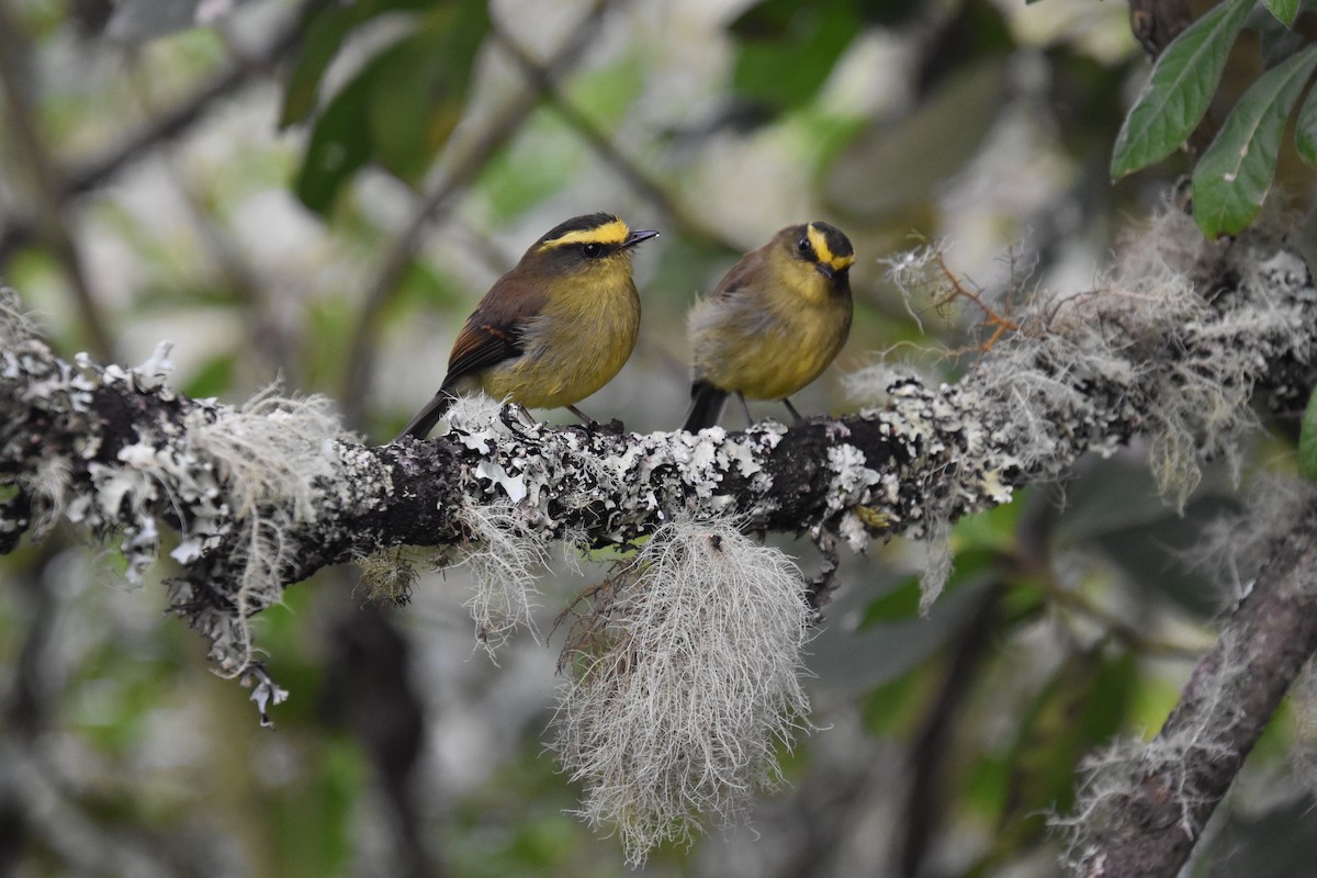 Yellow-bellied Chat-Tyrant - ML611146532