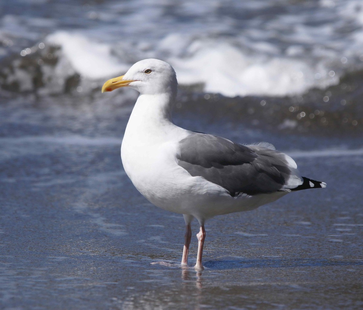 Western Gull - Loren Kliewer