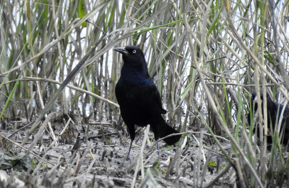 Boat-tailed Grackle - ML611146623