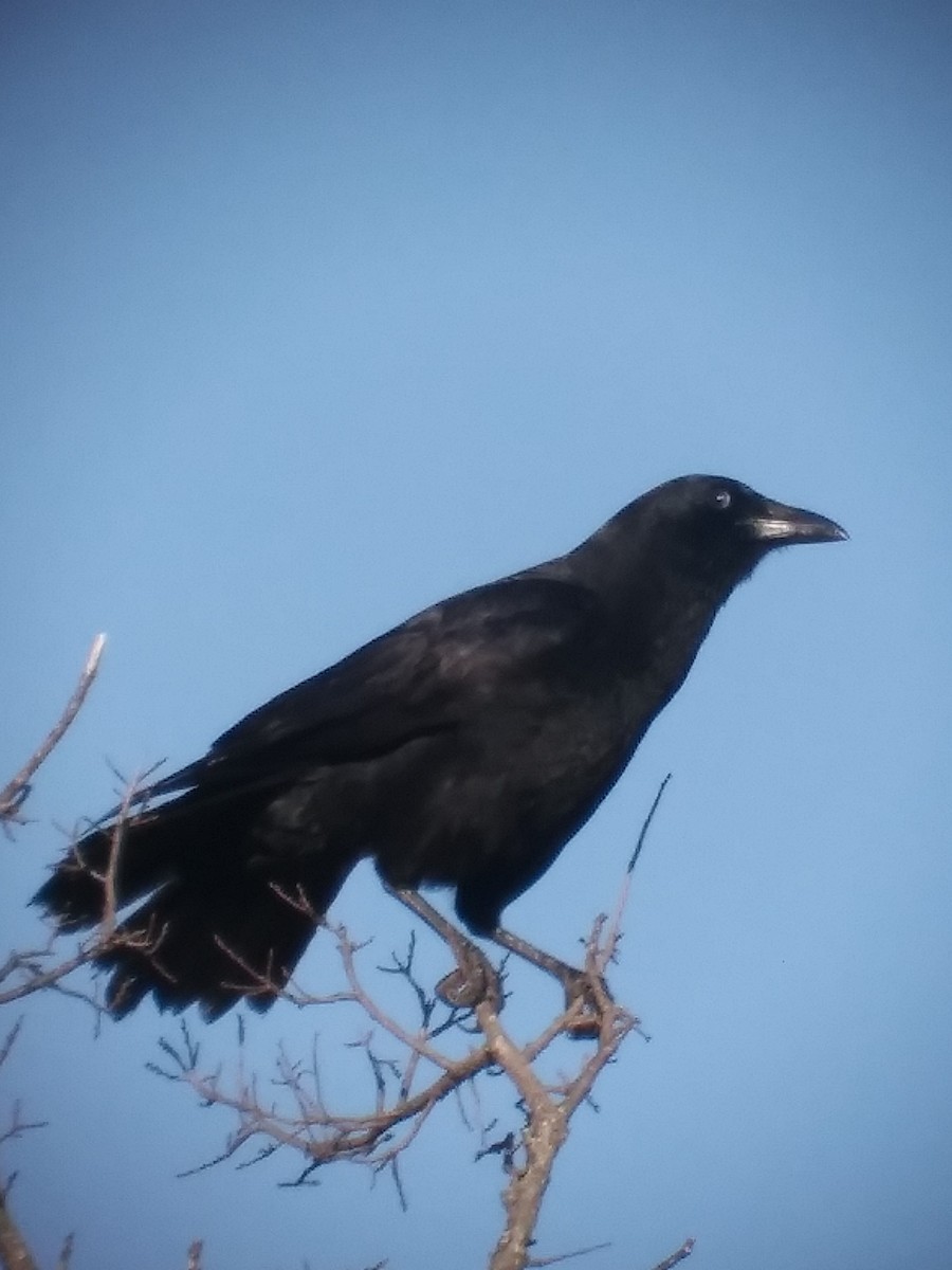 American Crow - ML611146796