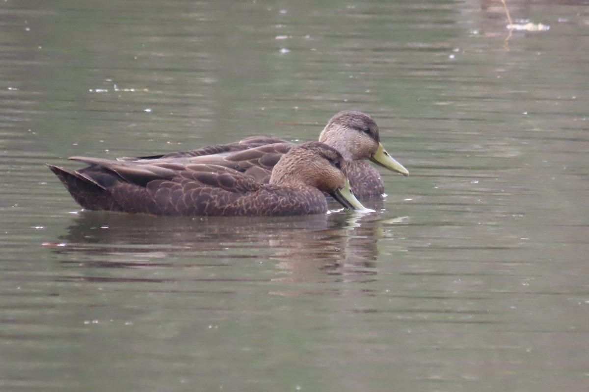 American Black Duck - ML611146809