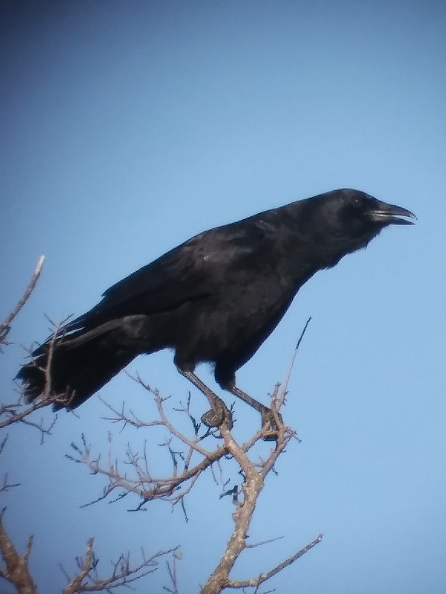 American Crow - ML611146820