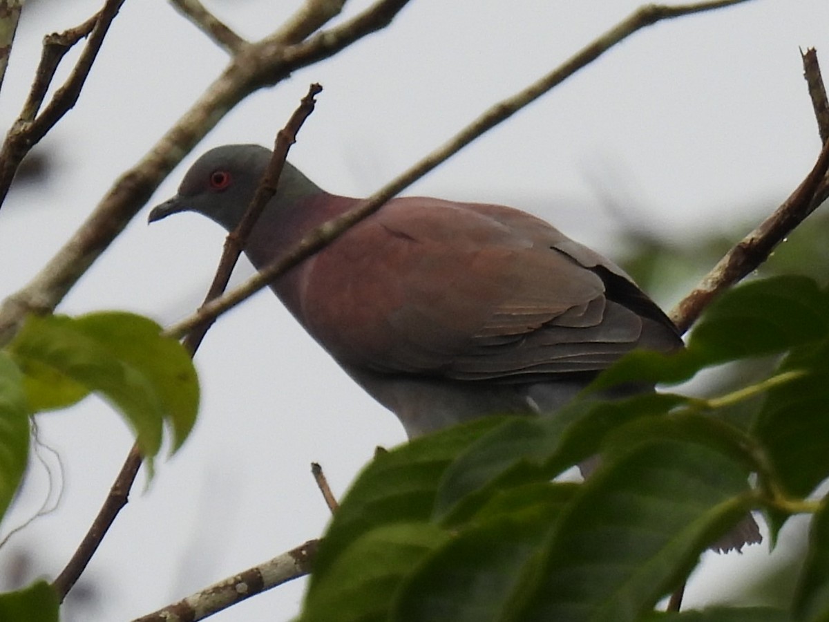 Pale-vented Pigeon - ML611146904