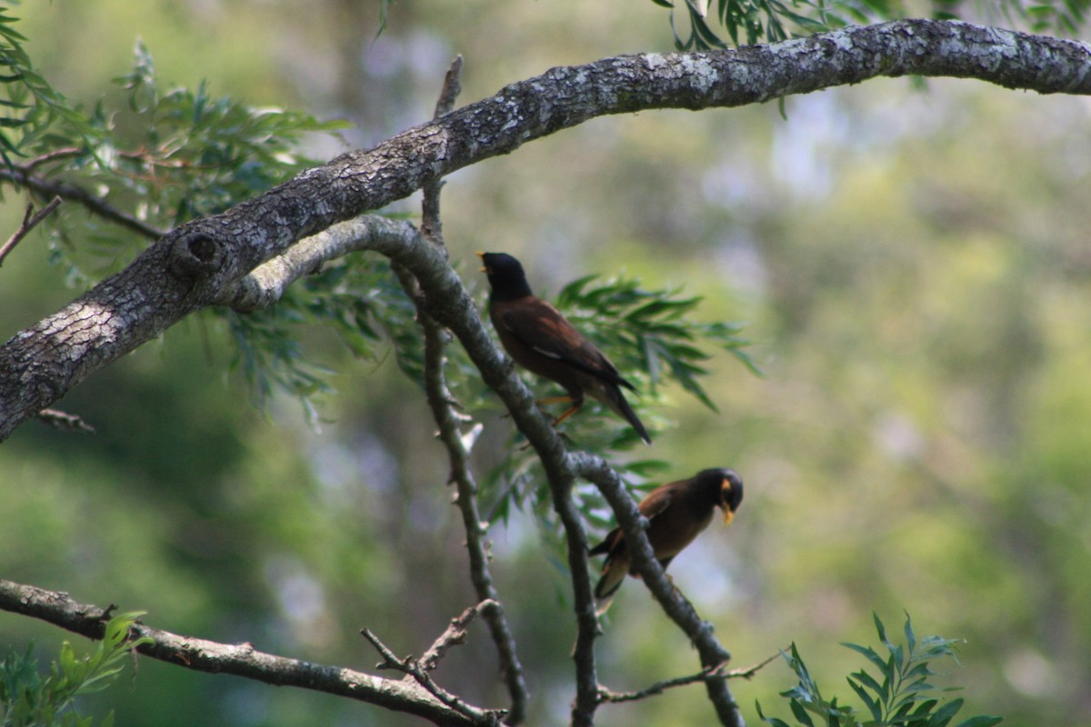 Common Myna - Michael  Willis