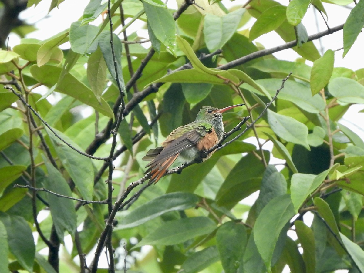 kolibřík yukatanský - ML611146946