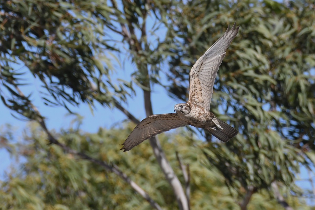 Brown Falcon - Scott Linnane