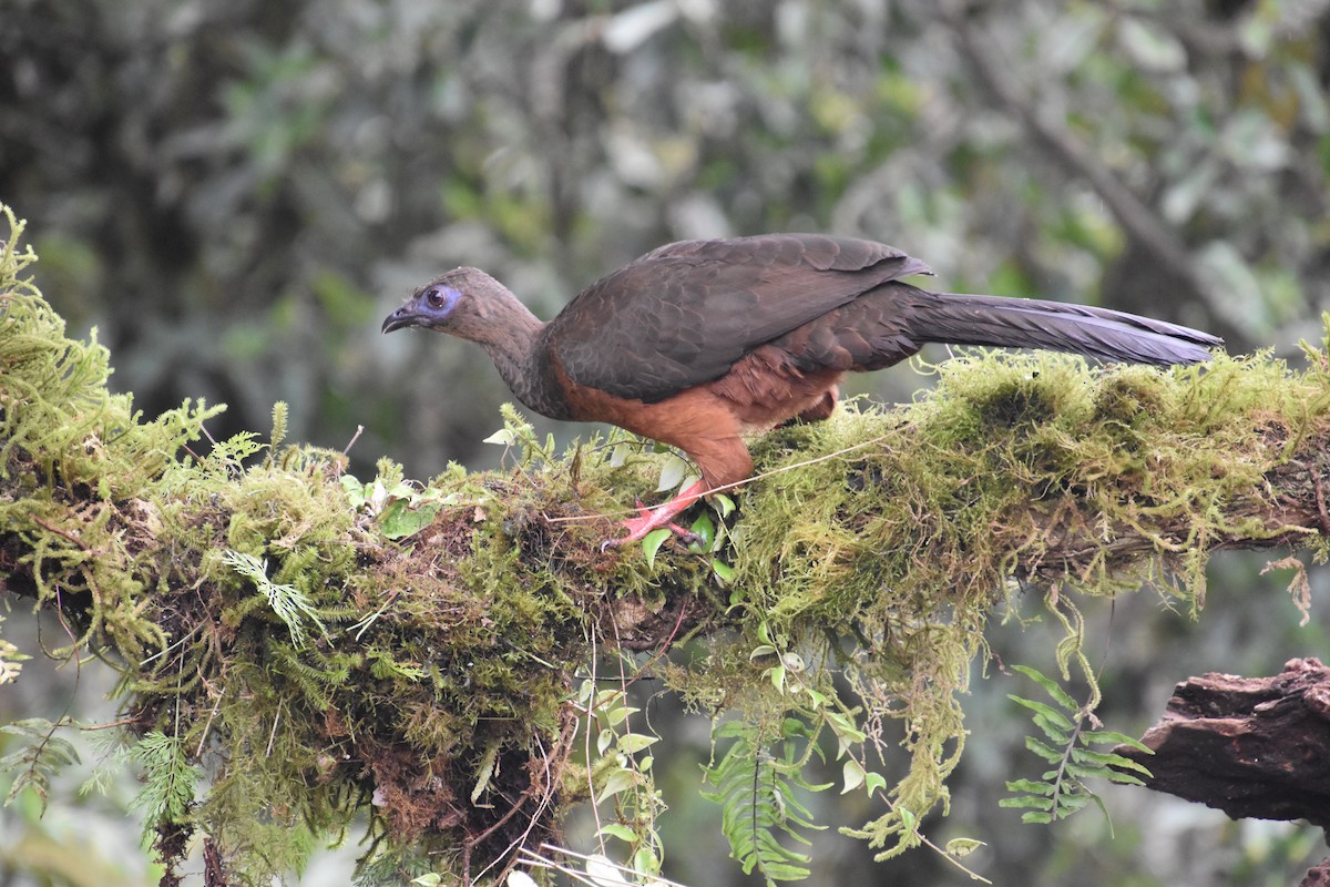 Sickle-winged Guan - Katie Henderson