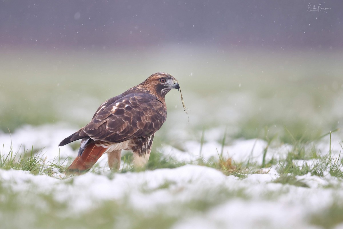 Red-tailed Hawk - ML611147061