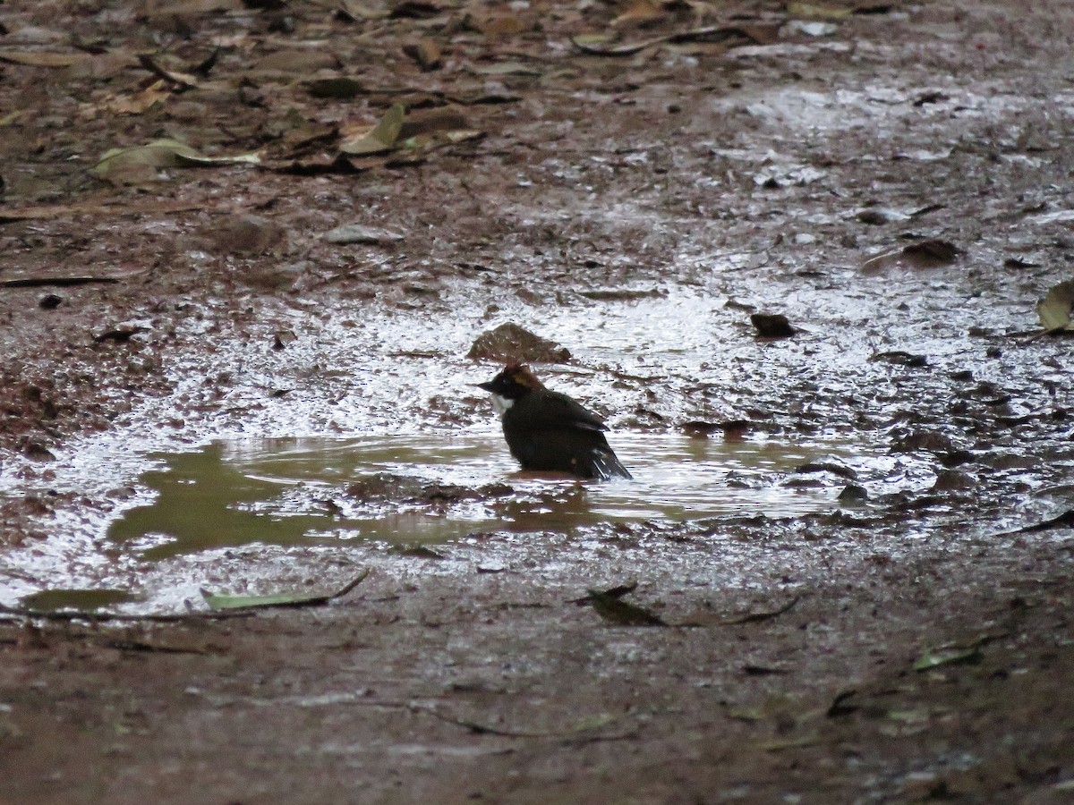 Chestnut-capped Brushfinch - ML611147139