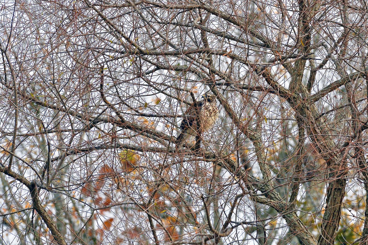 Red-shouldered Hawk - Chas Argent