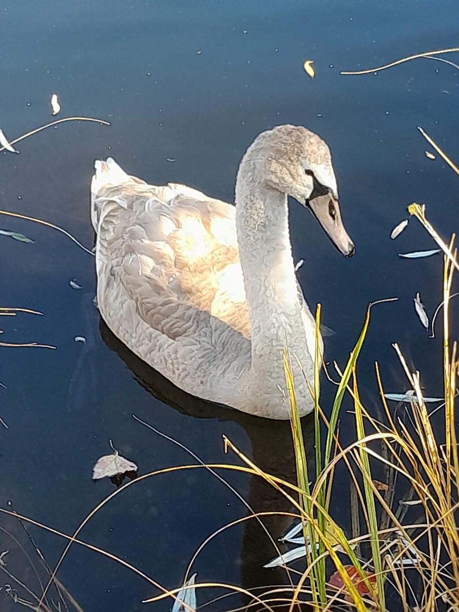 Mute Swan - ML611147218