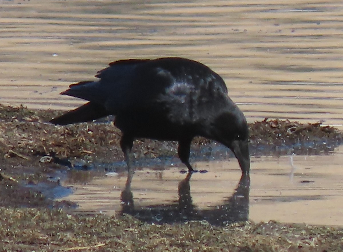 American Crow - ML611147289