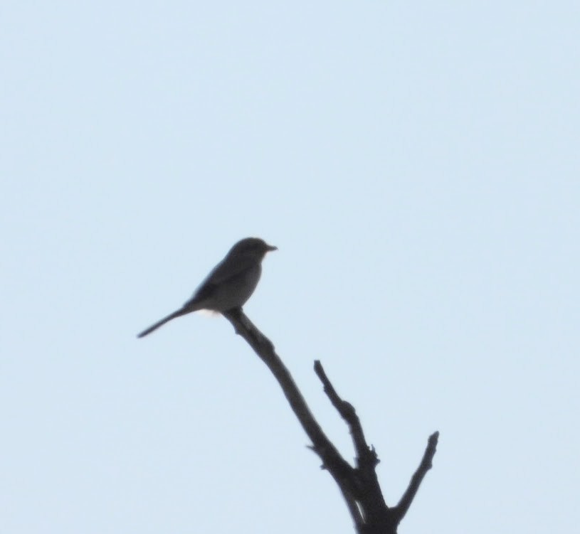 Northern Shrike - Brodie Cass Talbott