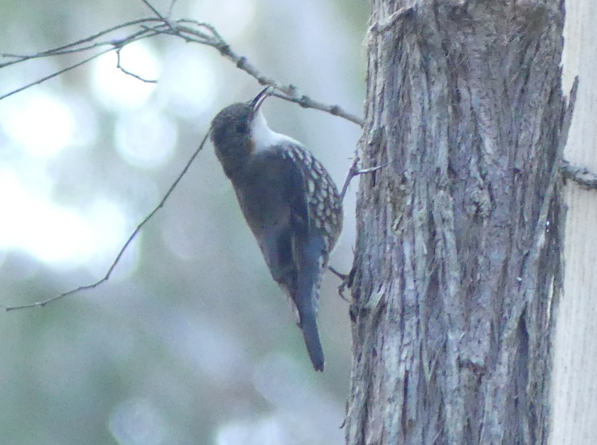 White-throated Treecreeper (White-throated) - ML611147378