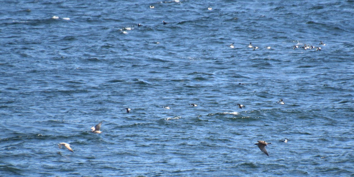 Razorbill - ML611147401