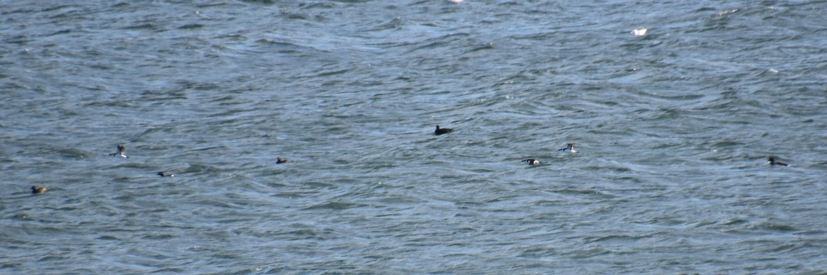 Razorbill - ML611147411