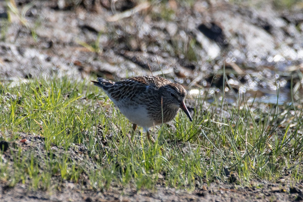 Bécasseau à poitrine cendrée - ML611147424