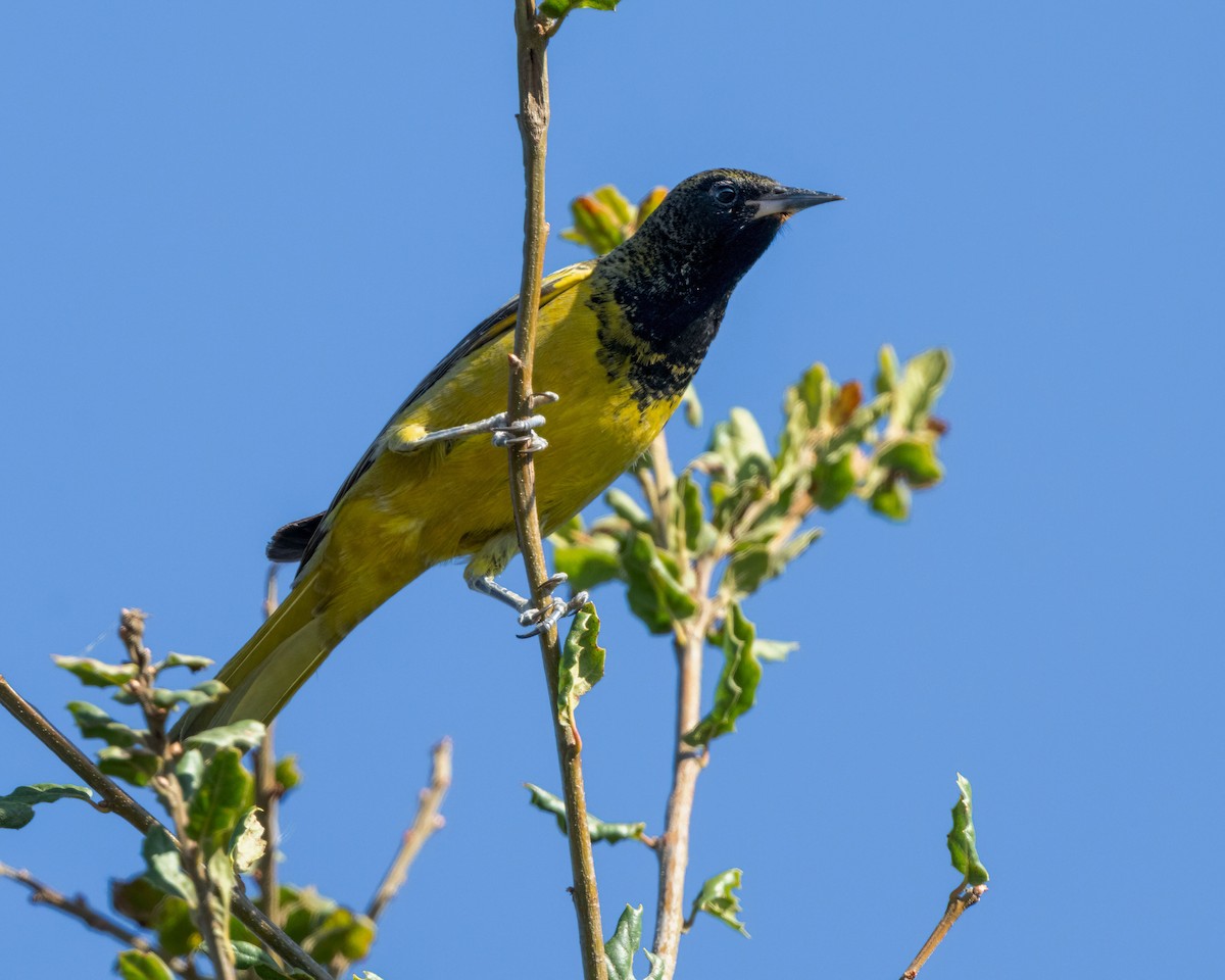 Scott's Oriole - ML611147480