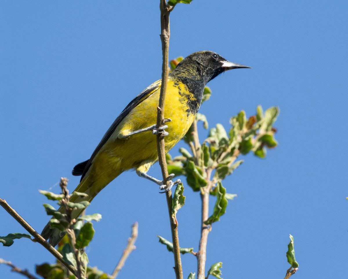 Scott's Oriole - ML611147481