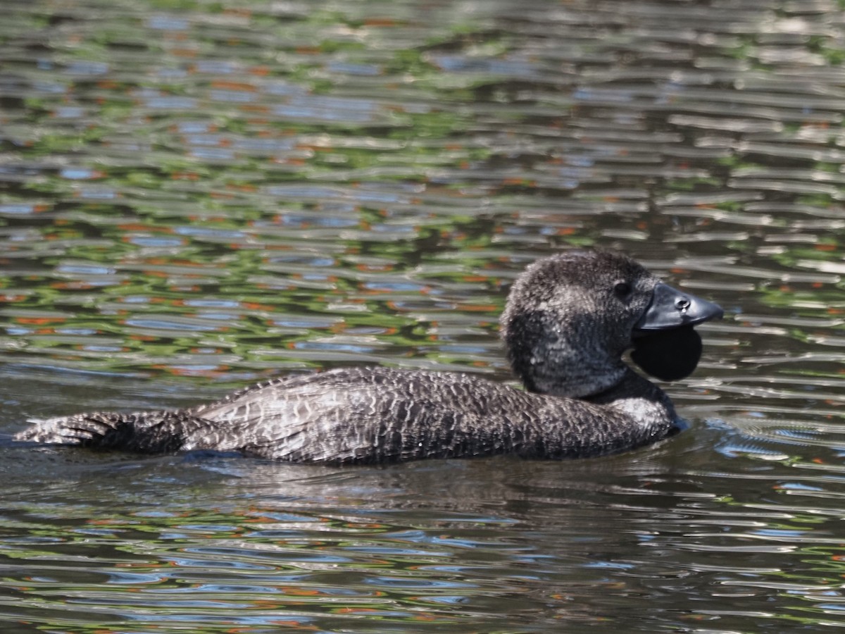 Musk Duck - ML611147488