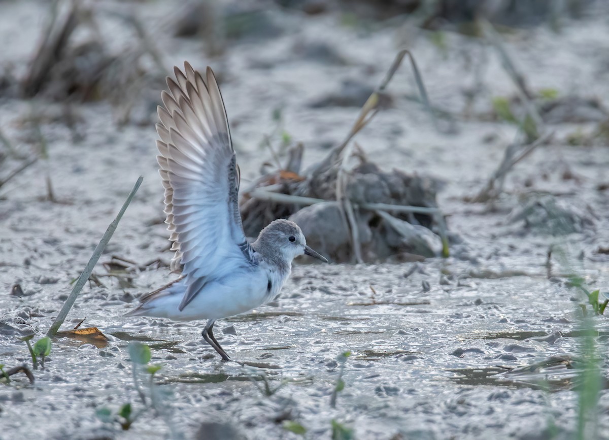 Semipalmated Sandpiper - ML611147508