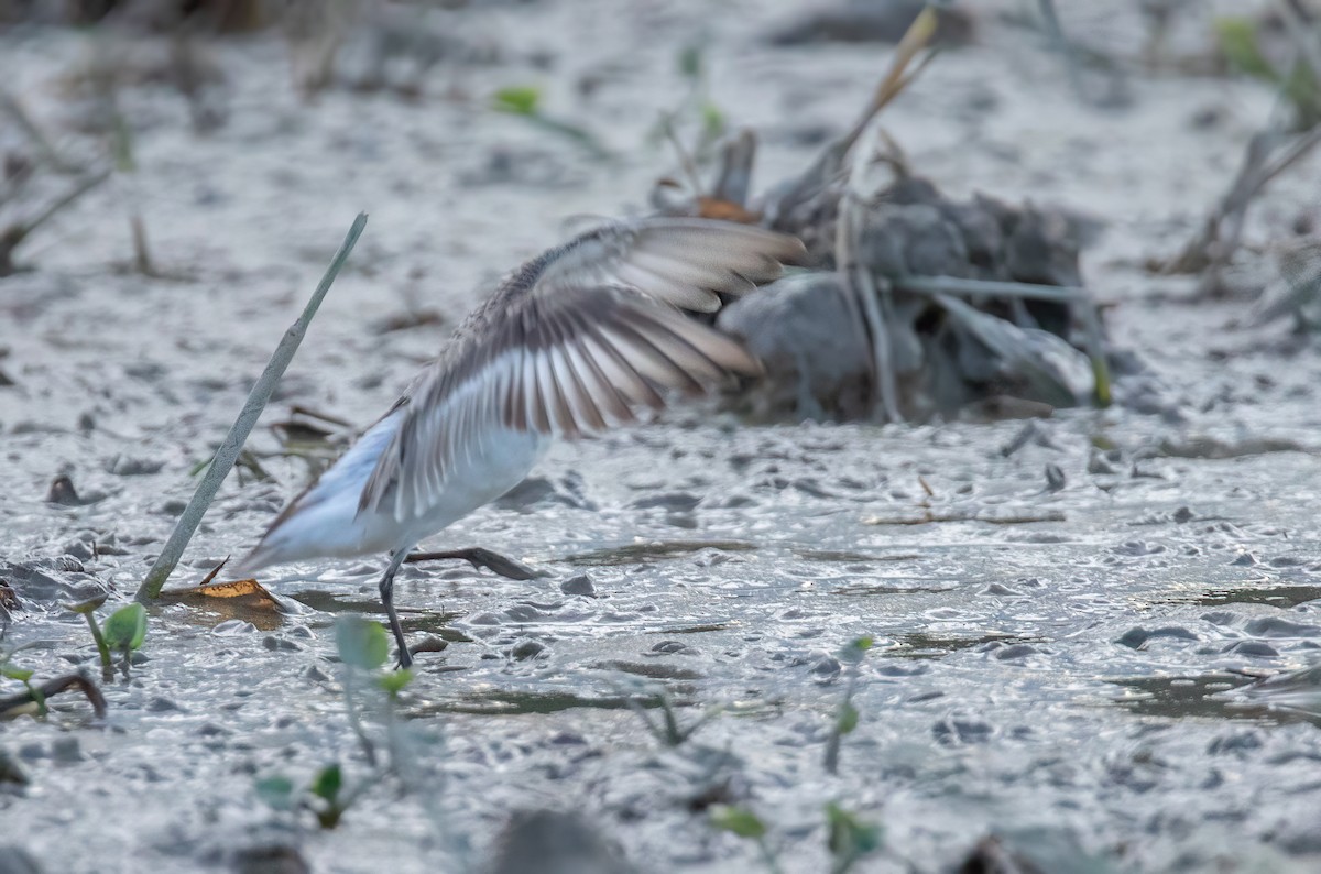 Semipalmated Sandpiper - ML611147510