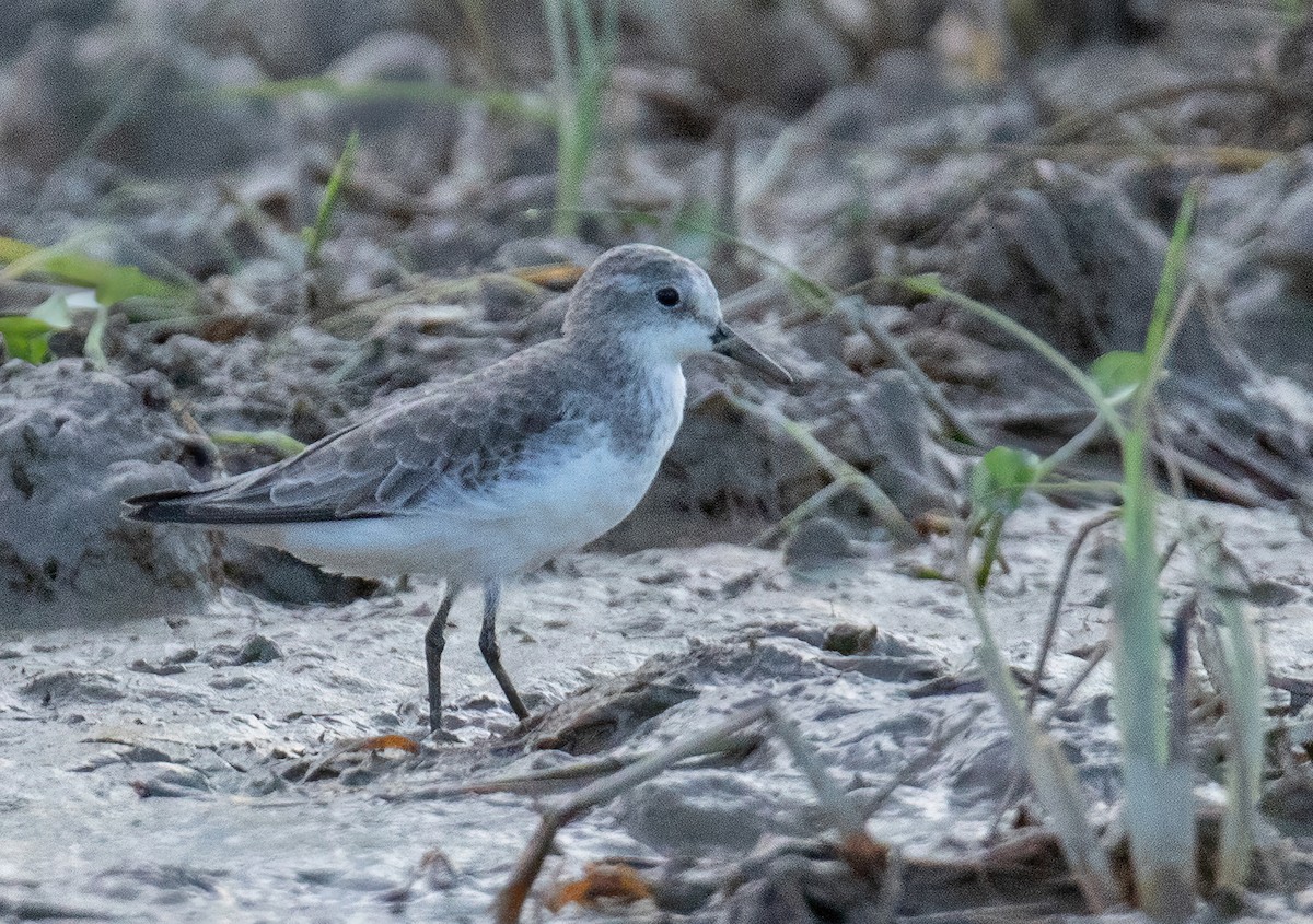 Semipalmated Sandpiper - ML611147513