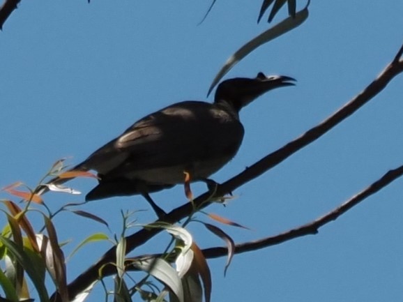 Noisy Friarbird - ML611147545