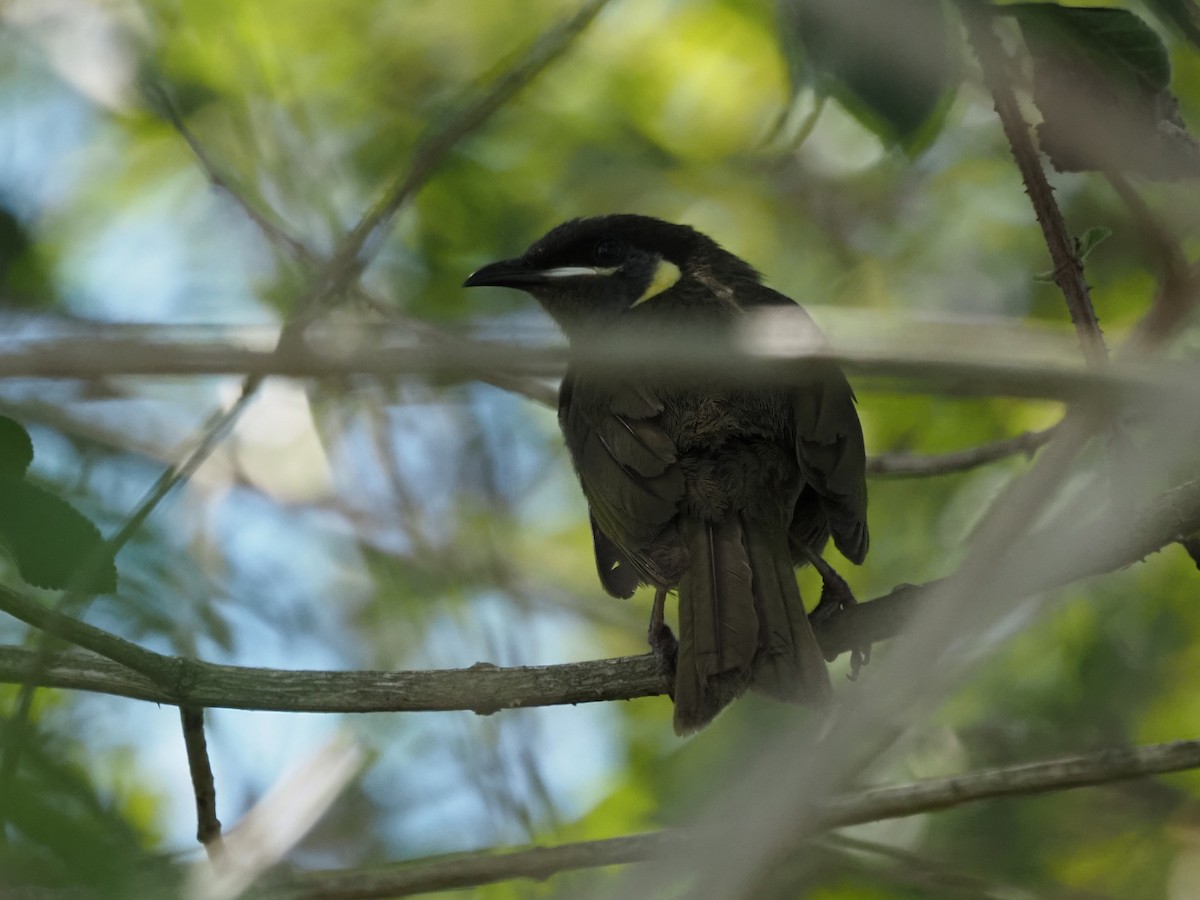 Lewin's Honeyeater - ML611147550