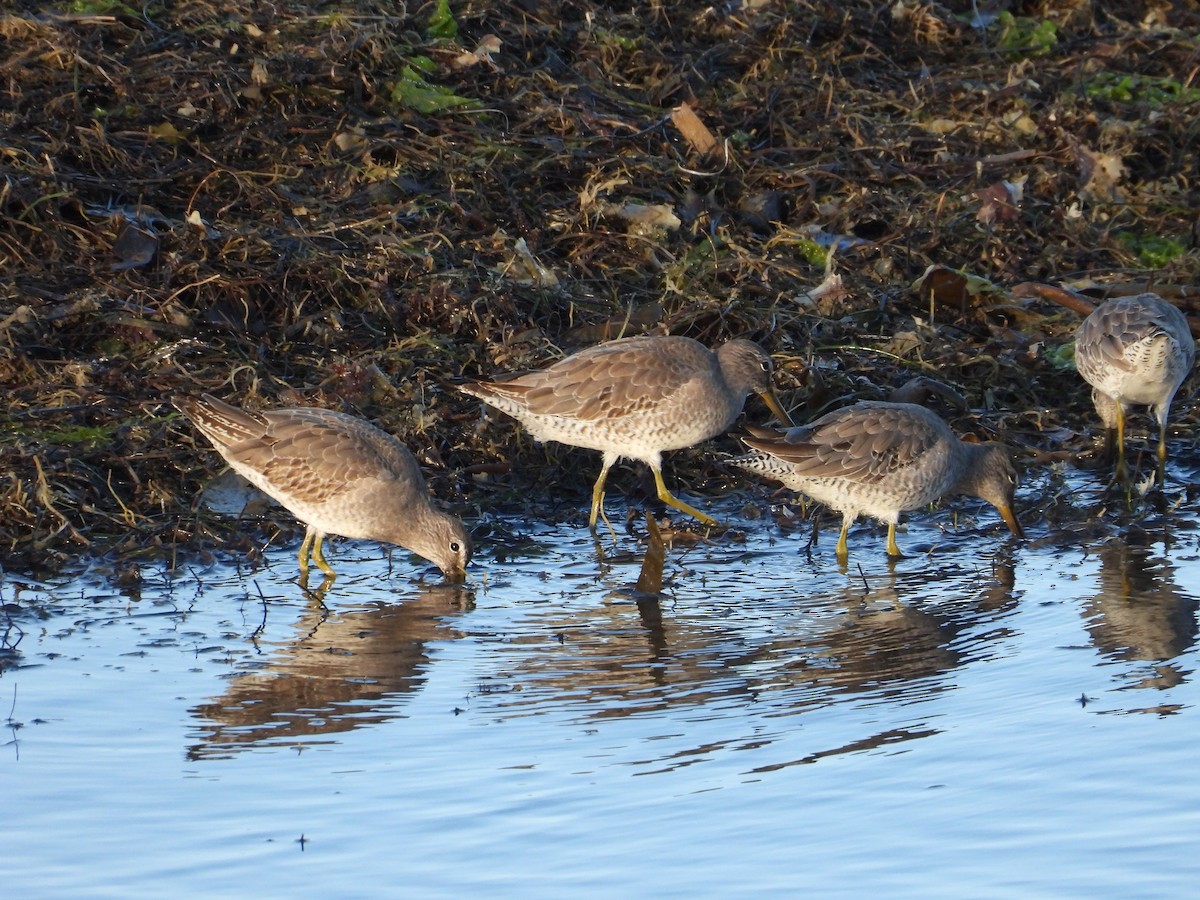 Short-billed Dowitcher - ML611147611