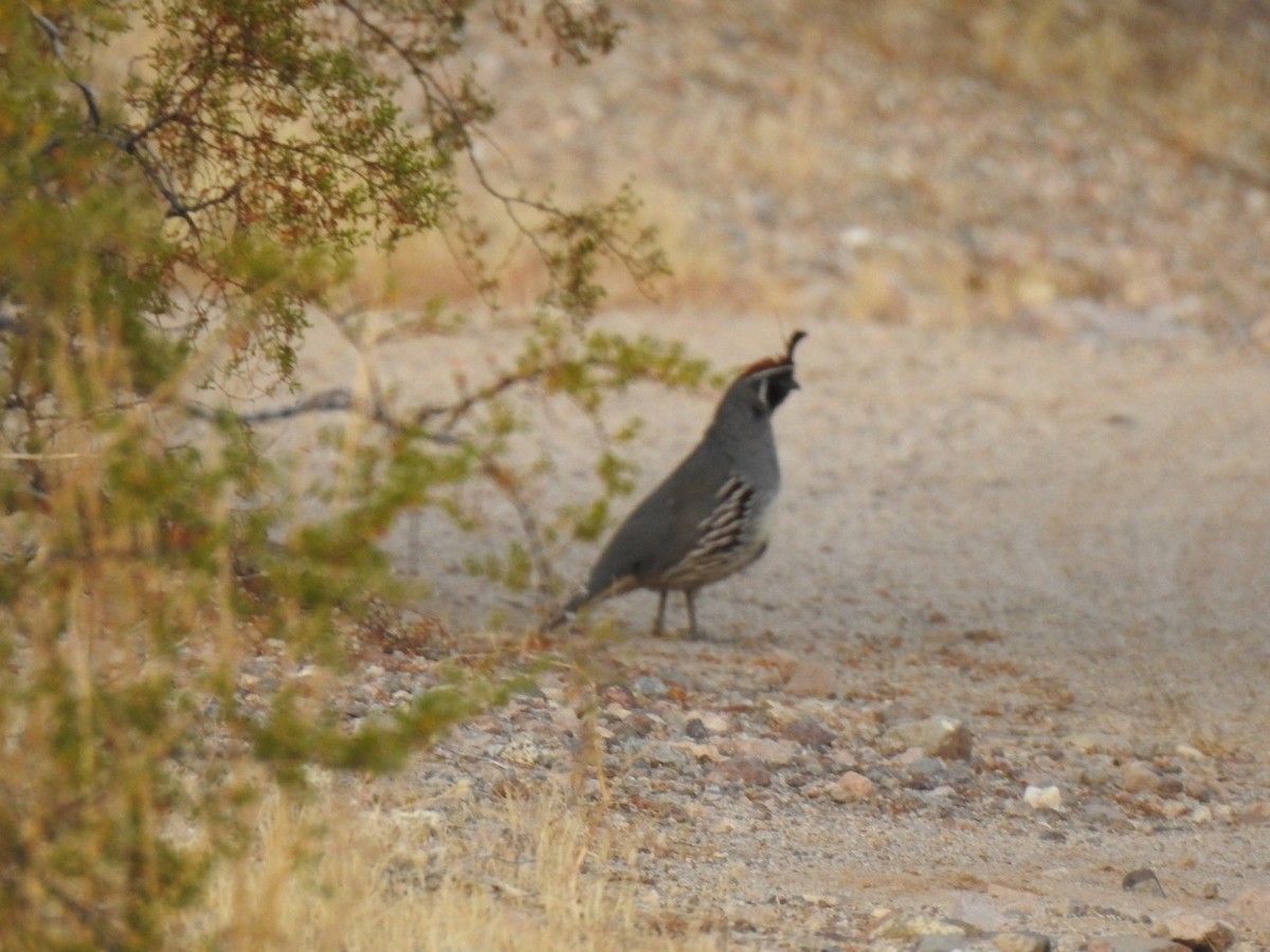 Gambel's Quail - ML611147675