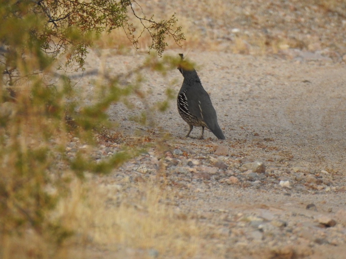 Gambel's Quail - ML611147681