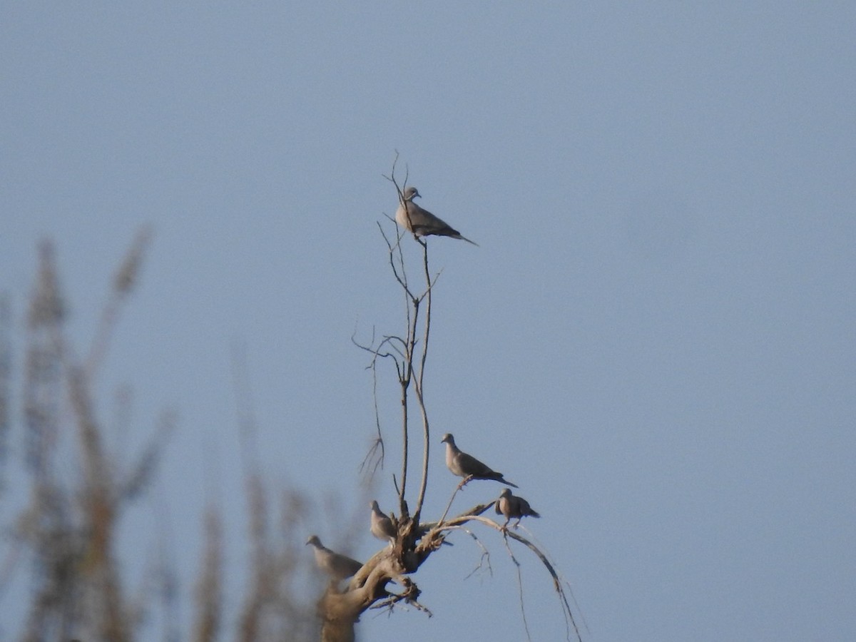 Eurasian Collared-Dove - ML611147686