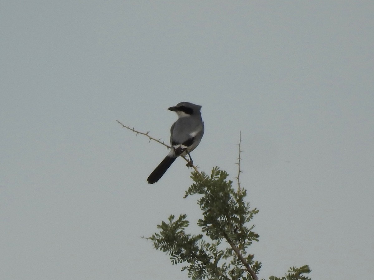 Loggerhead Shrike - ML611147689