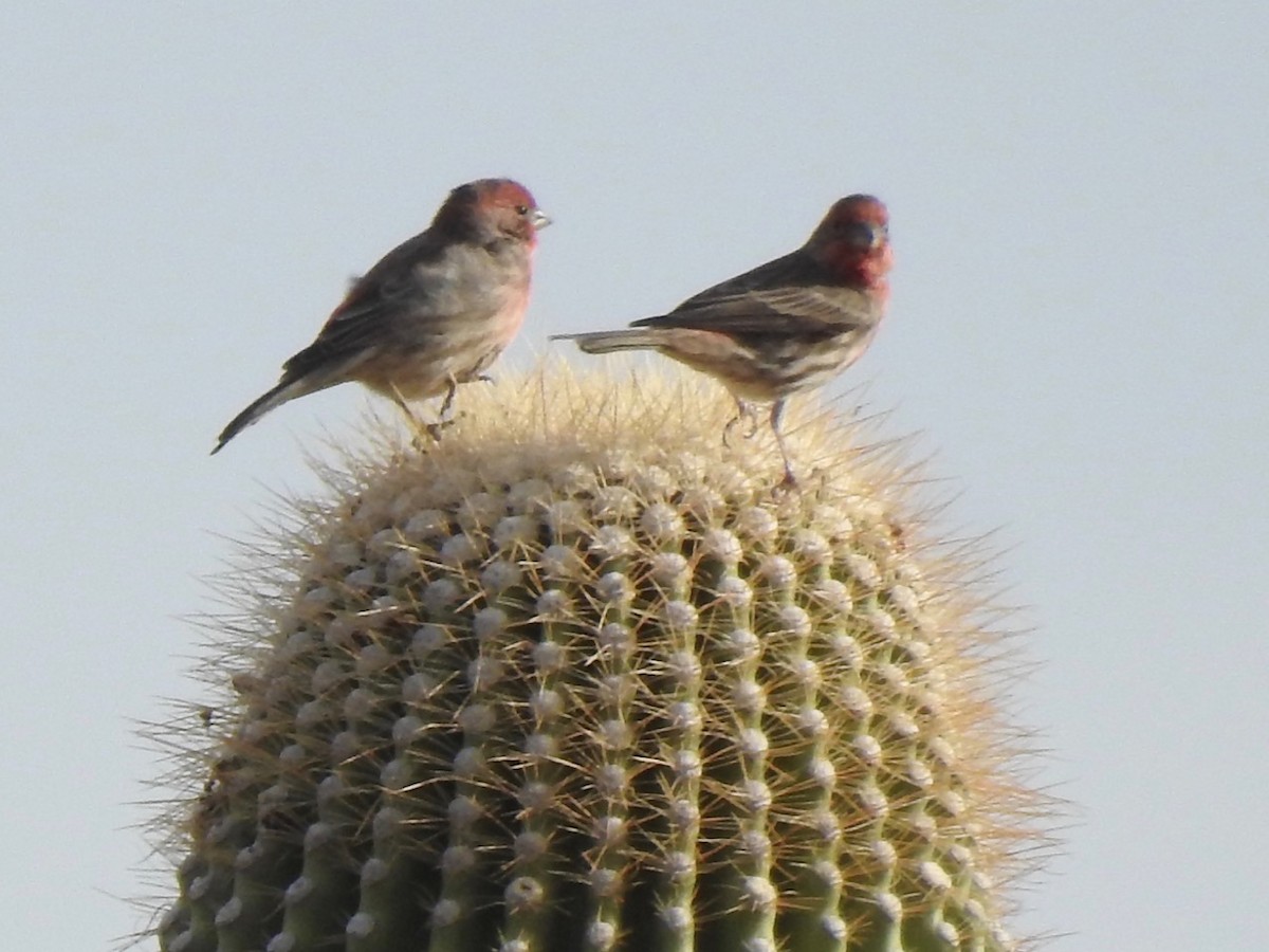 House Finch - ML611147692