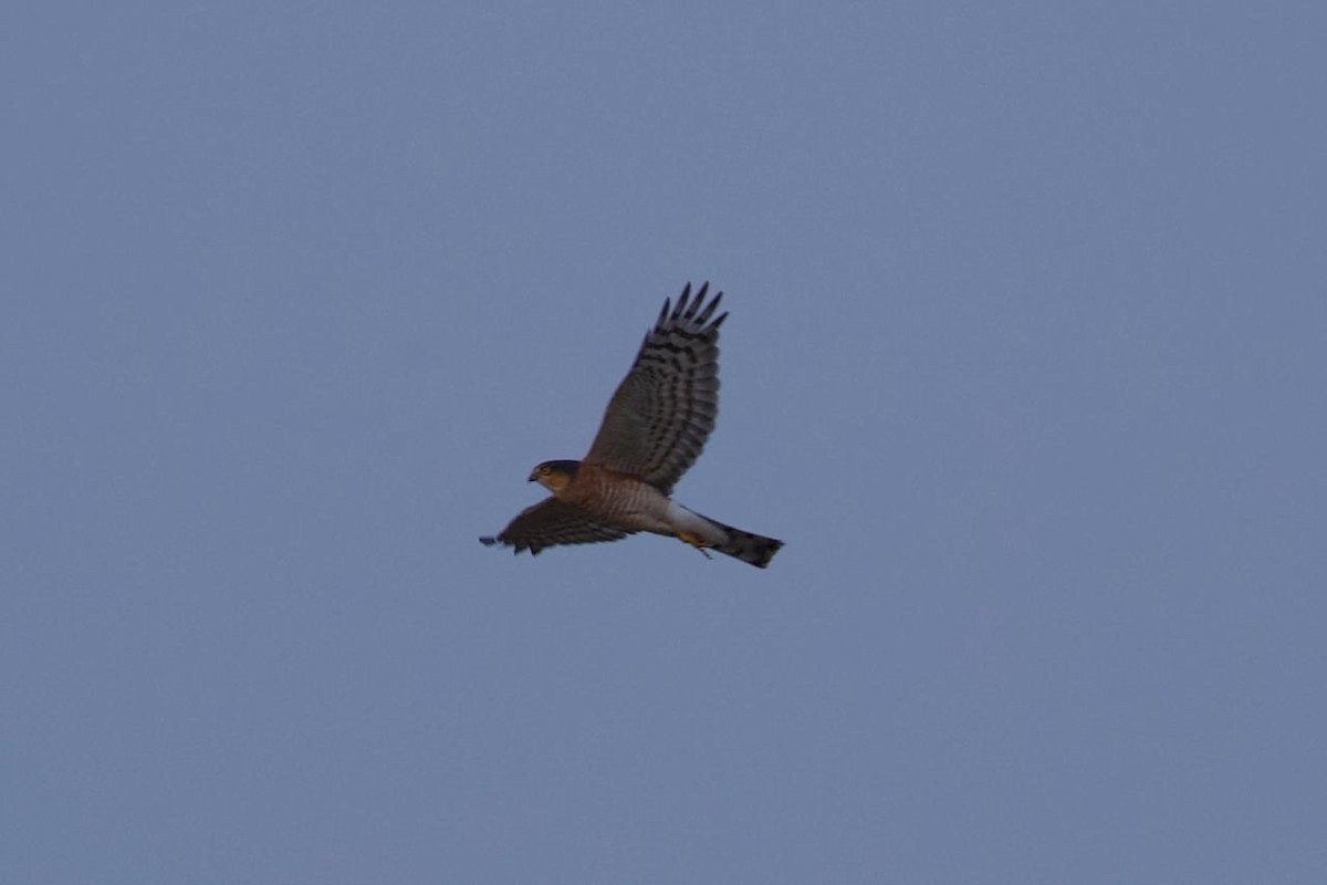 Eurasian Sparrowhawk - ML611147701