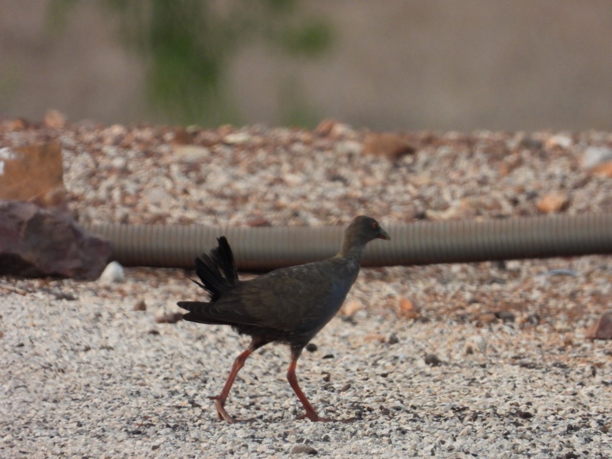 Black-tailed Nativehen - ML611147735