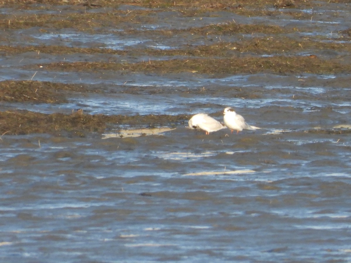 Common Tern - ML611147758