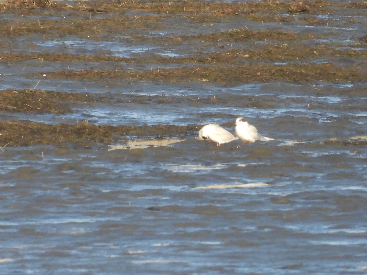 Common Tern - ML611147759