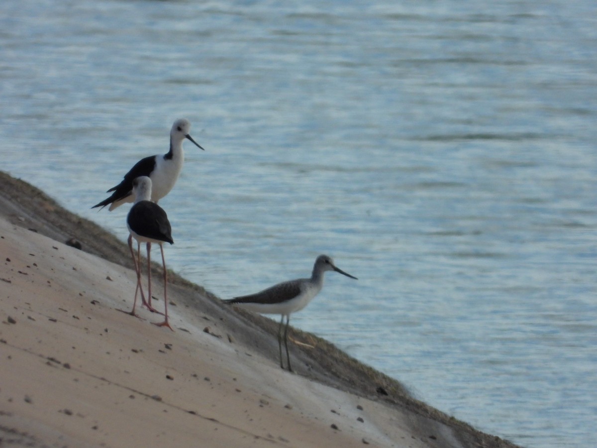 Common Greenshank - ML611147781