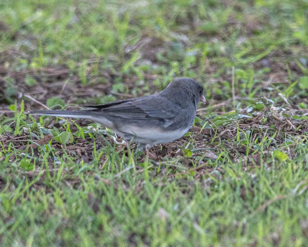 Junco ardoisé (hyemalis/carolinensis/cismontanus) - ML611147888