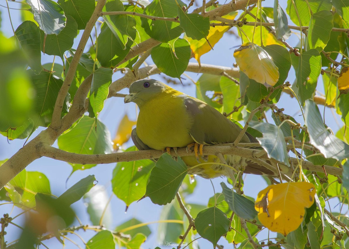 Yellow-footed Green-Pigeon - Anwar Turk