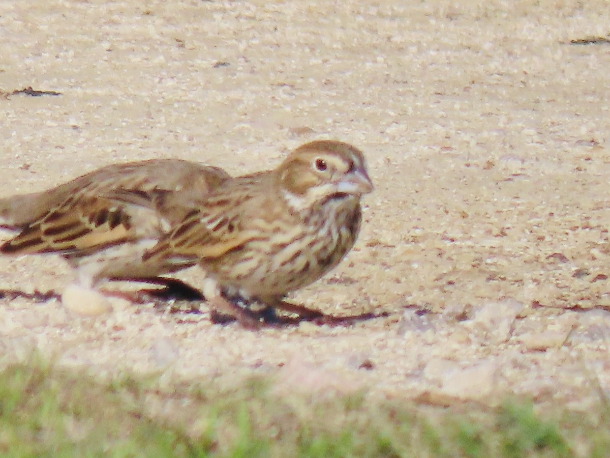 Lark Bunting - ML611147895